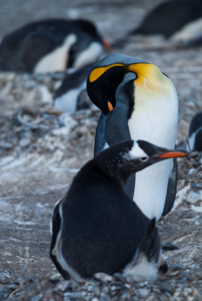4-Kraljevi pingvin