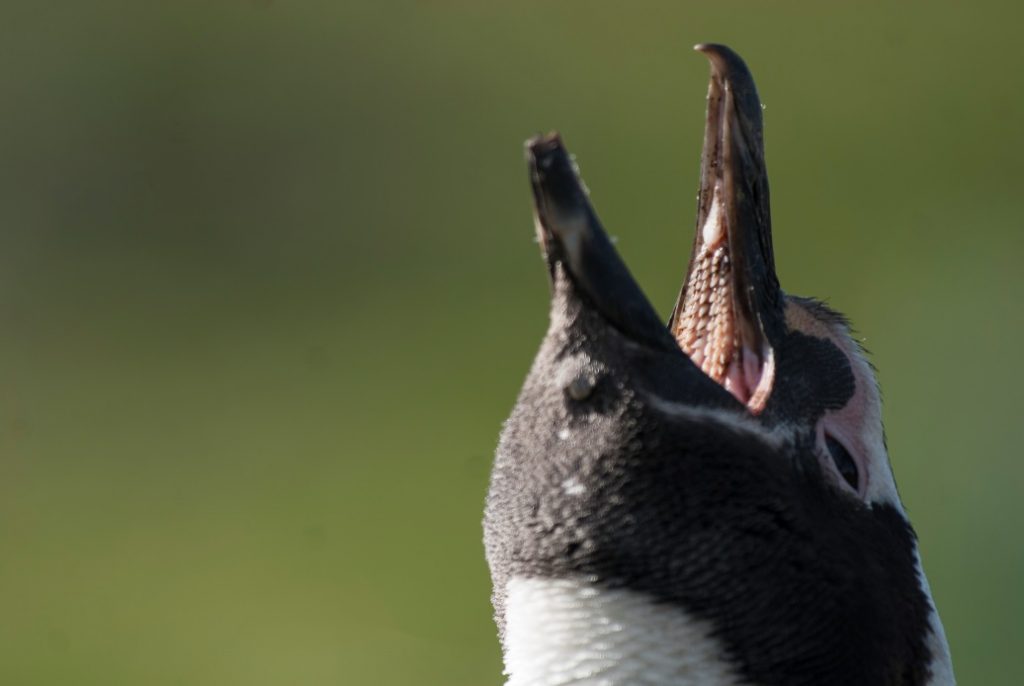 5-Kričanje-riganje pingvinov