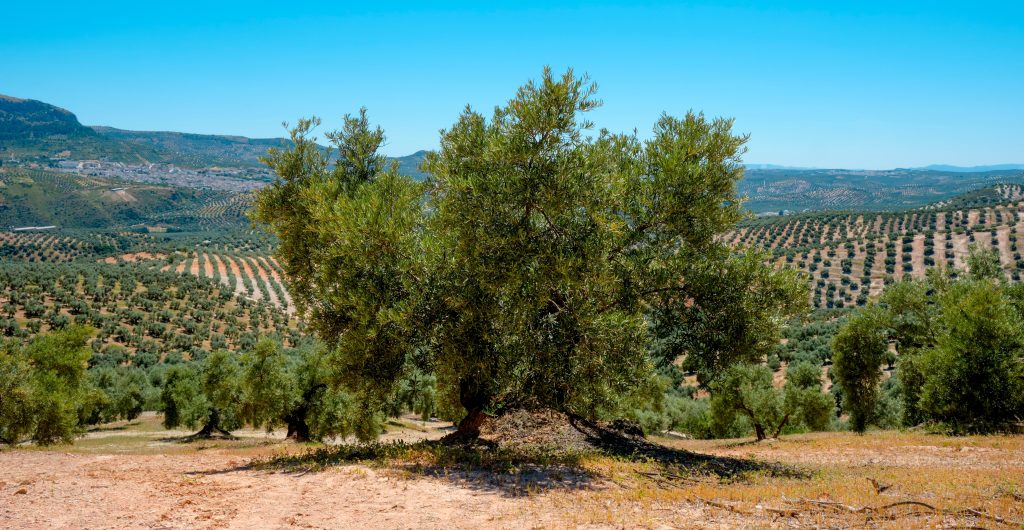 Andaluzija - zemlja maslina